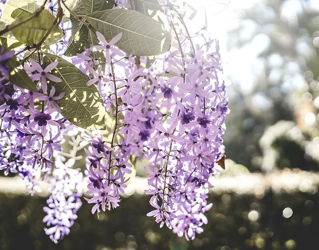 Noosa Valley Manor B&B Doonan